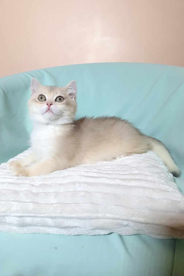 Sapphire | British Shorthair Kitten