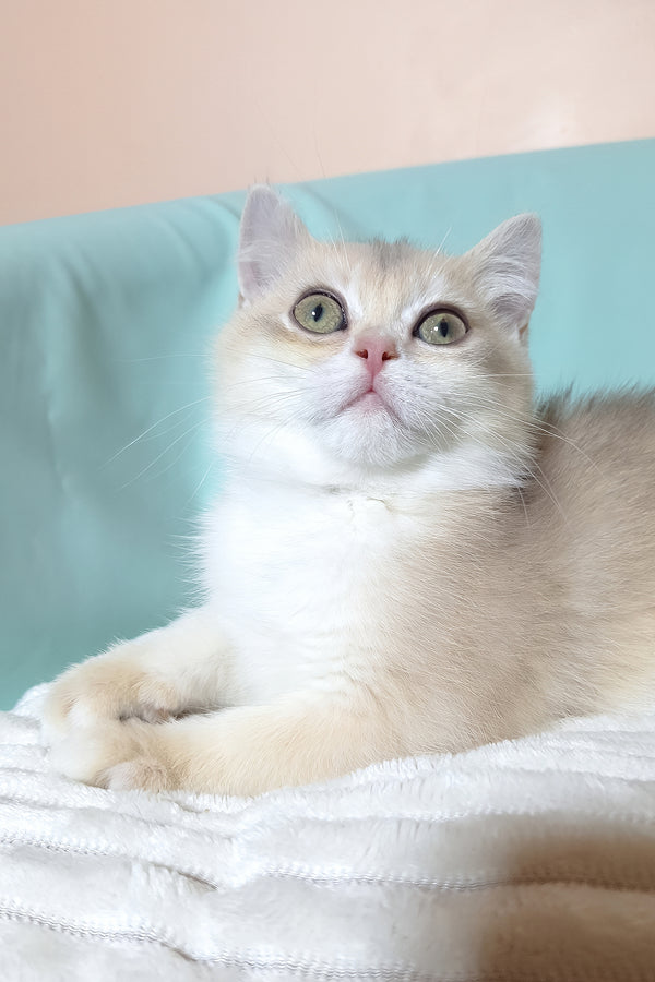 Sapphire | British Shorthair Kitten