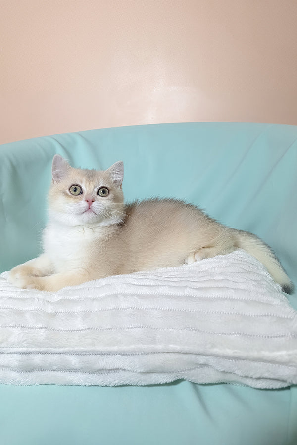 Sapphire | British Shorthair Kitten