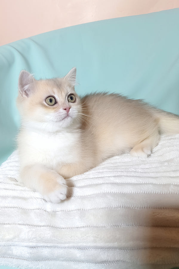 Sapphire | British Shorthair Kitten