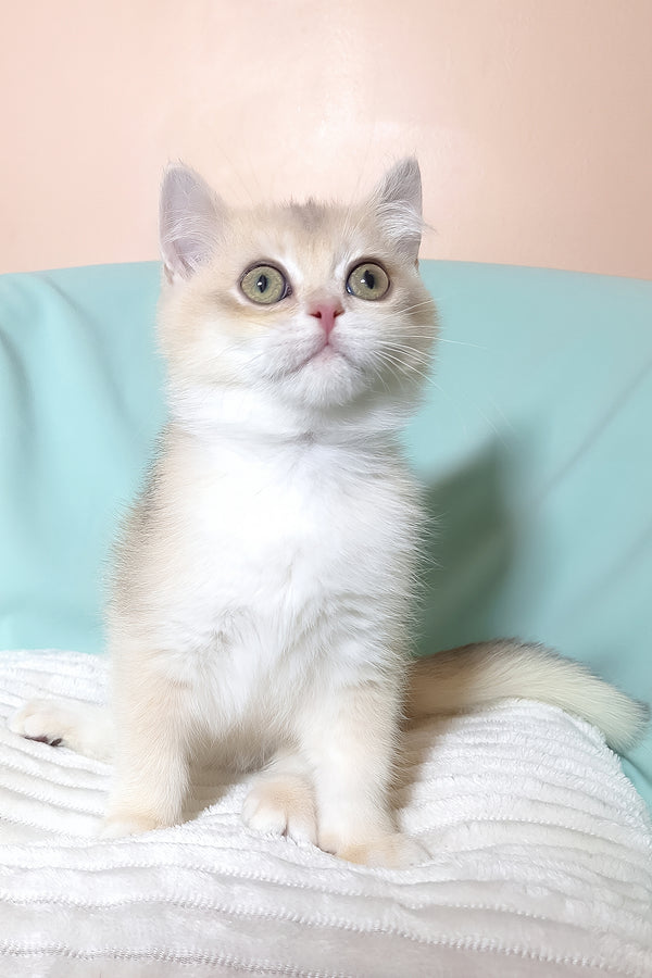 Sapphire | British Shorthair Kitten