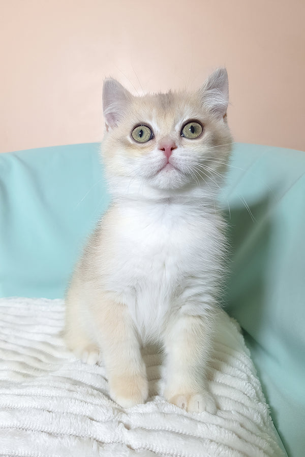 Sapphire | British Shorthair Kitten