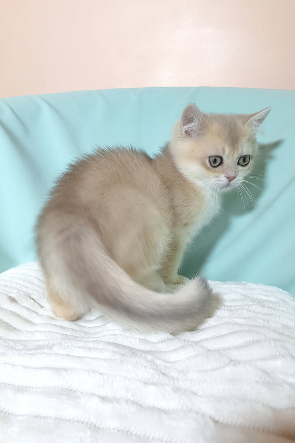 Sapphire | British Shorthair Kitten