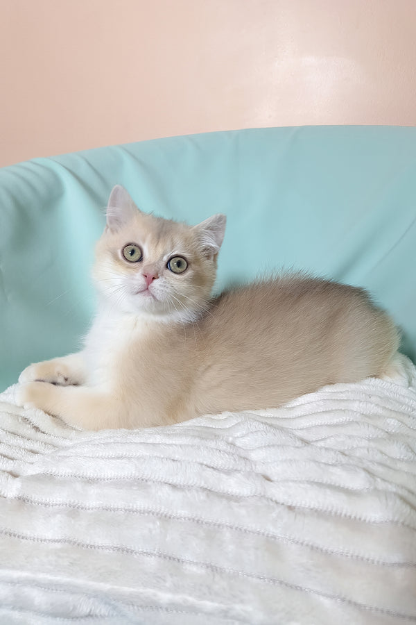 Sapphire | British Shorthair Kitten