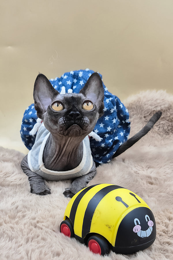 Scarlett | Canadian Sphynx Kitten