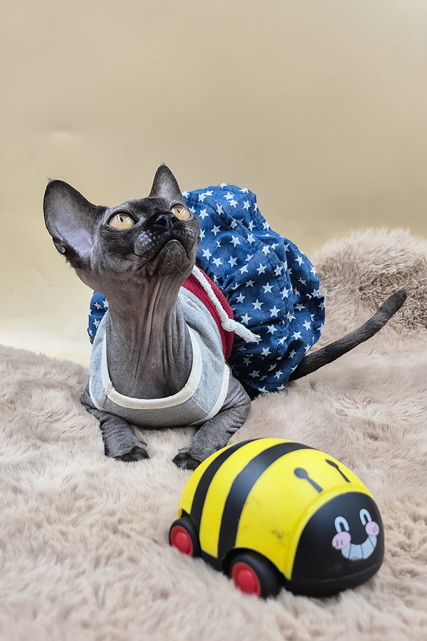 Scarlett | Canadian Sphynx Kitten