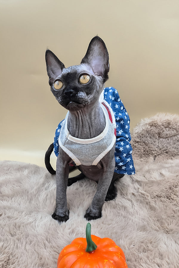 Scarlett | Canadian Sphynx Kitten
