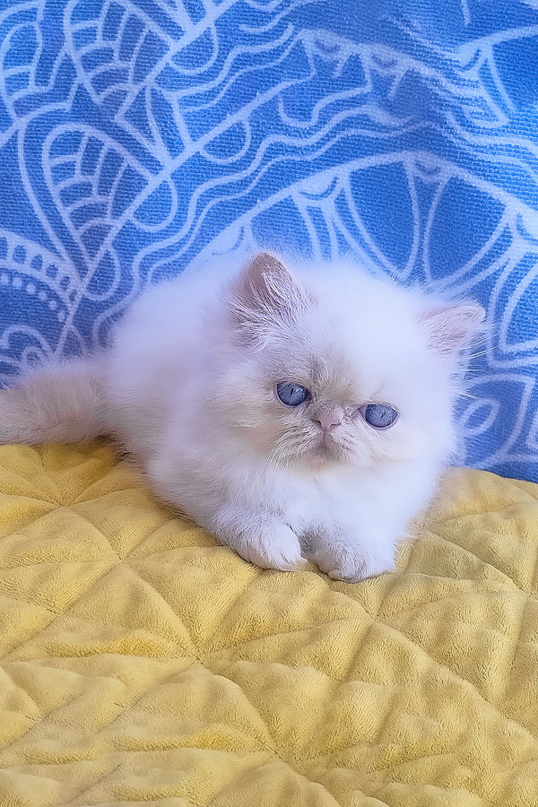 Fluffy white persian kitten with striking blue eyes resting on a yellow quilt featuring zimu persian kitten charm