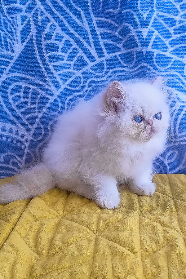A fluffy white persian kitten with striking blue eyes sits on a yellow quilted surface in seila zimu persian kitten