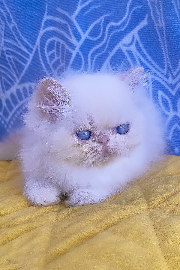 A fluffy white persian kitten with striking blue eyes featured as a zimu persian kitten called seila