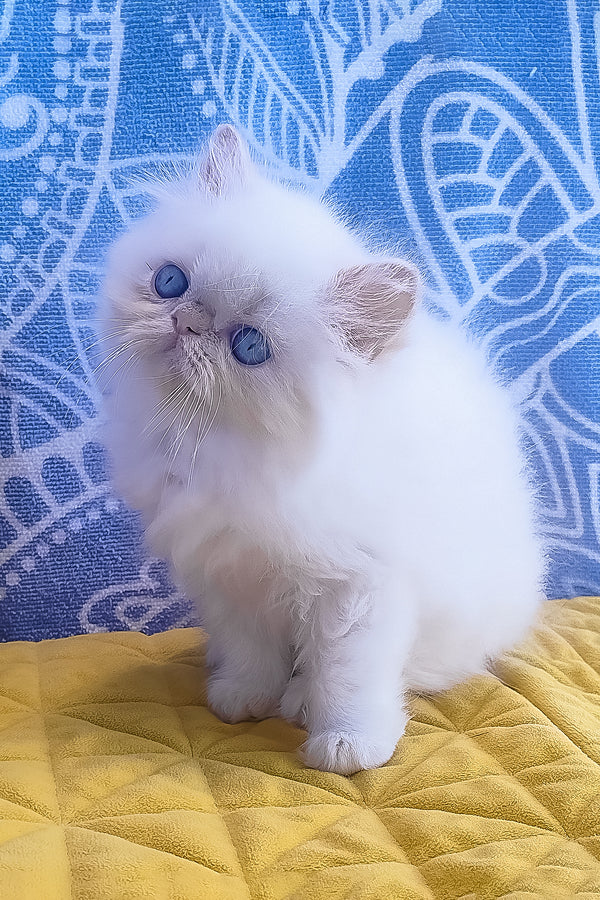 A fluffy white zimu persian kitten with striking blue eyes sits on a yellow quilted surface for seila