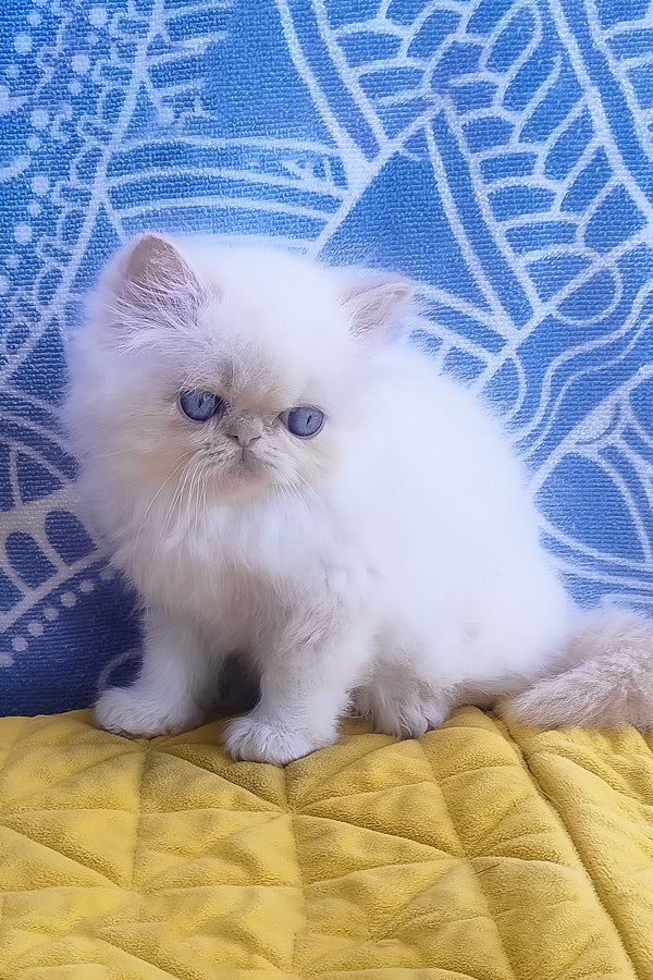 A fluffy white persian kitten with striking blue eyes sits on a yellow quilted surface perfect for zimu persian fans
