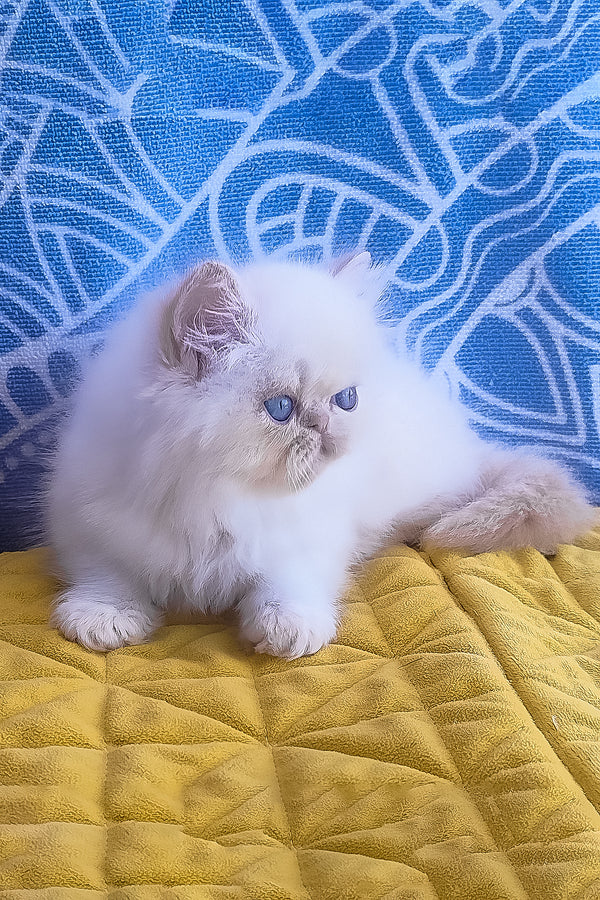 Fluffy white persian kitten with striking blue eyes and soft long fur featured in seila zimu persian kitten product
