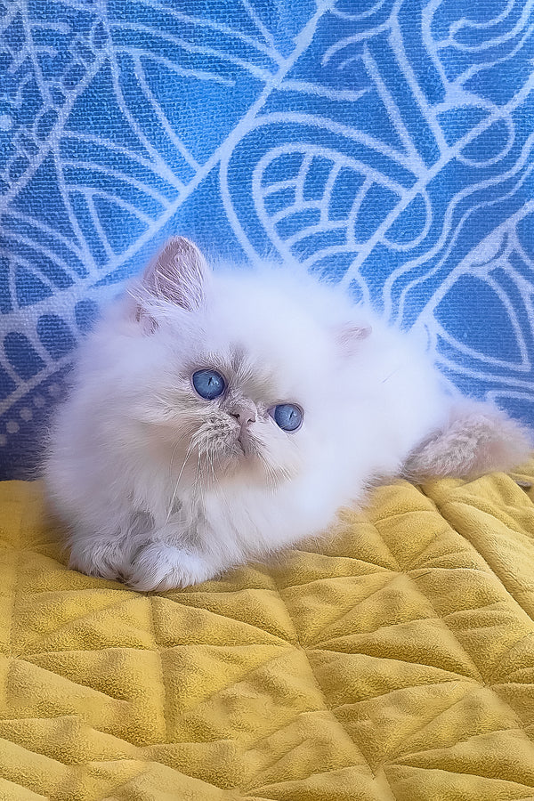 Fluffy white persian kitten with striking blue eyes resting on yellow quilt in seila zimu persian kitten product