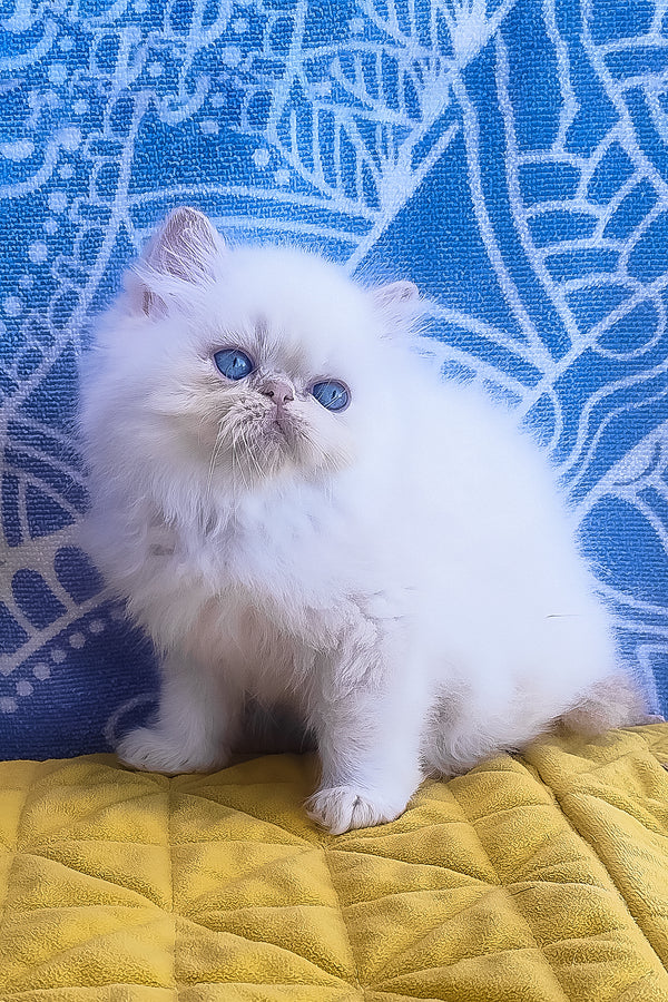 A fluffy white persian kitten with striking blue eyes sits on a yellow quilted surface seila zimu persian kitten