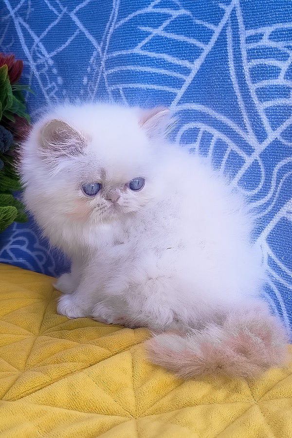 A fluffy white persian kitten with striking blue eyes sits on a yellow quilted surface zimu persian kitten