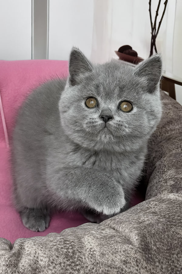 Shelly | British Shorthair Kitten