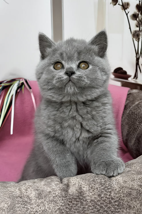 Shelly | British Shorthair Kitten
