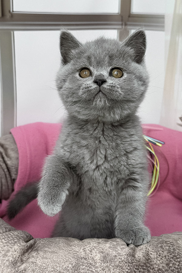 Shelly | British Shorthair Kitten