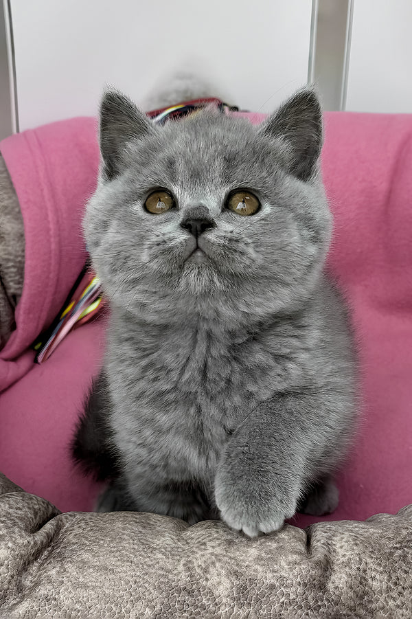 Shelly | British Shorthair Kitten