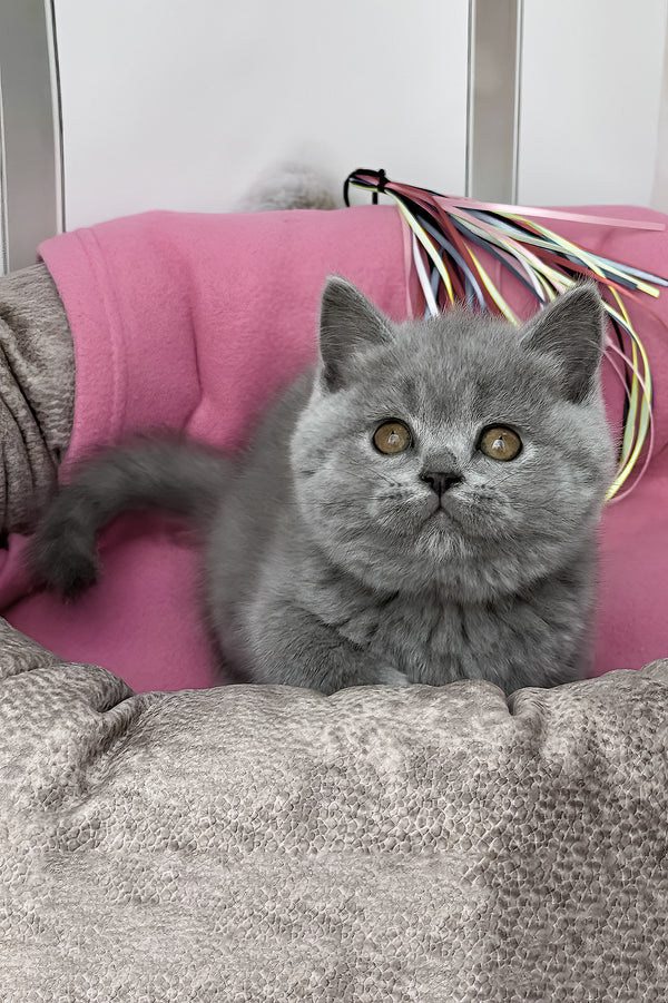 Shelly | British Shorthair Kitten
