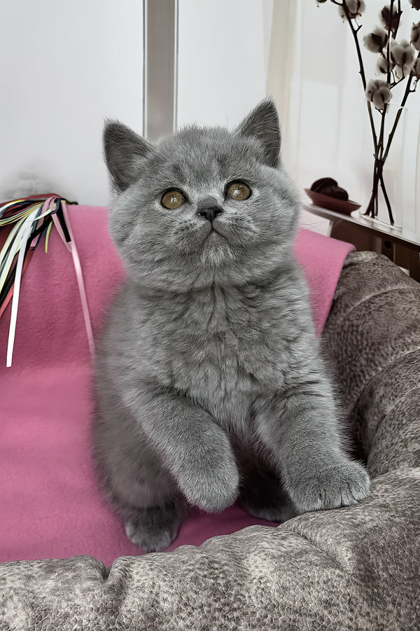 Shelly | British Shorthair Kitten