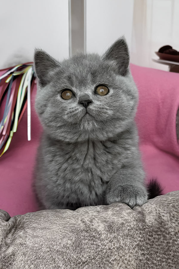 Shelly | British Shorthair Kitten