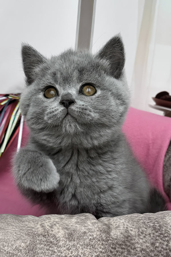 Shelly | British Shorthair Kitten