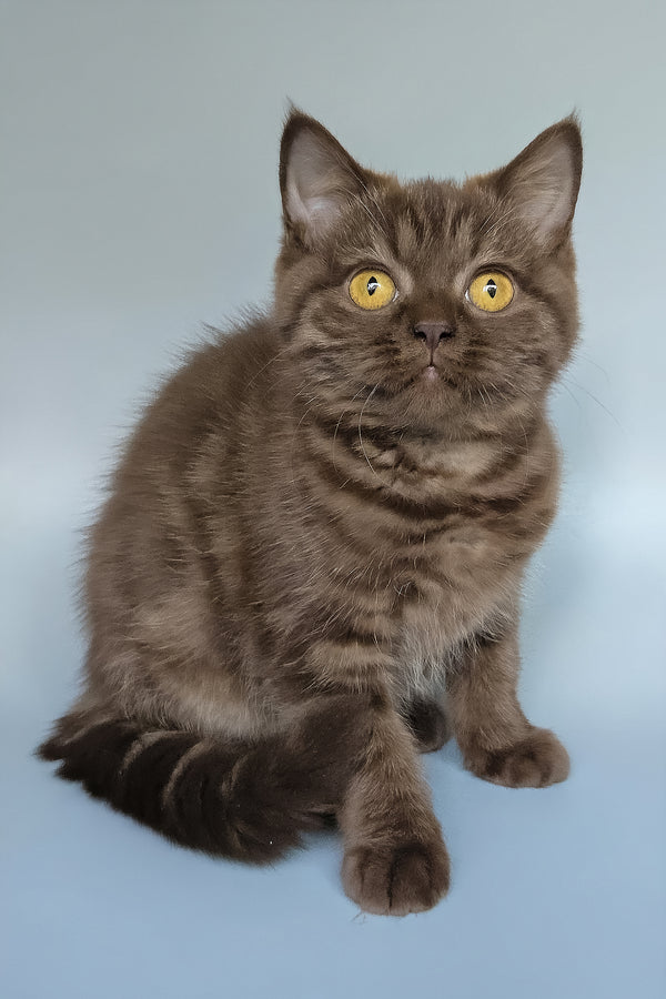 Shoko | British Shorthair Kitten