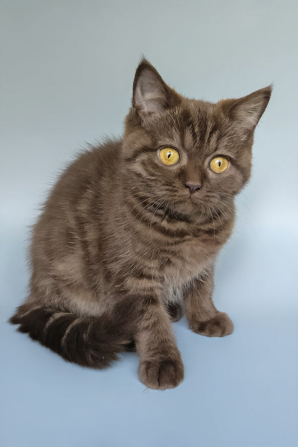 Shoko | British Shorthair Kitten