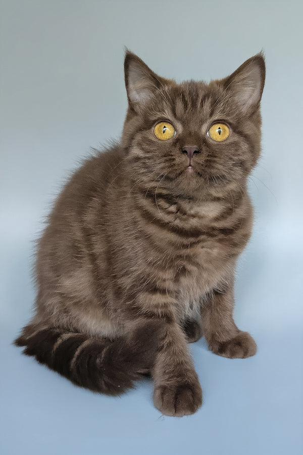 Shoko | British Shorthair Kitten