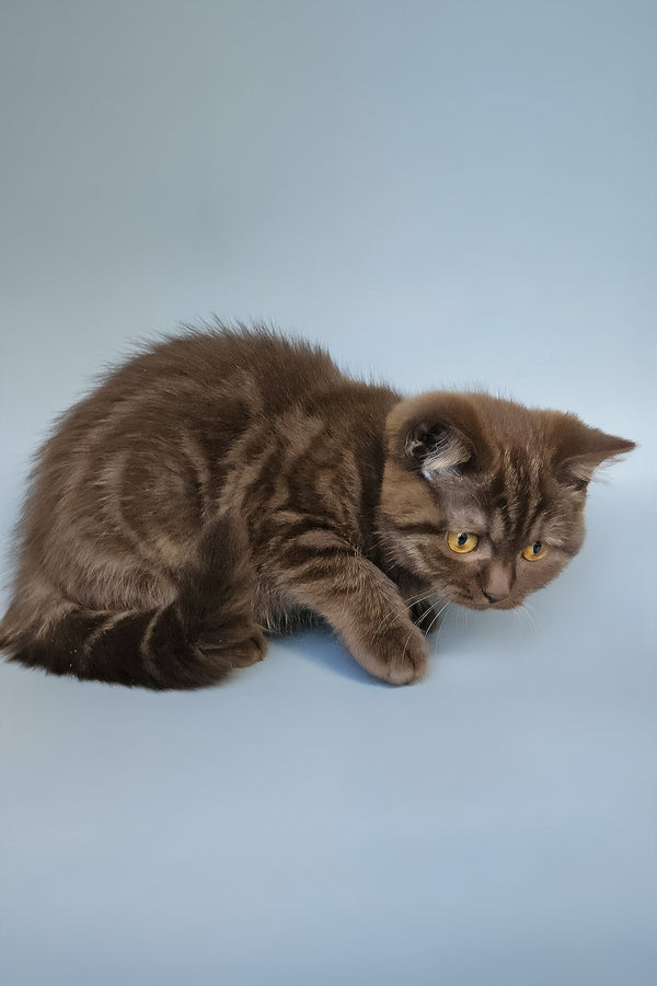 Shoko | British Shorthair Kitten