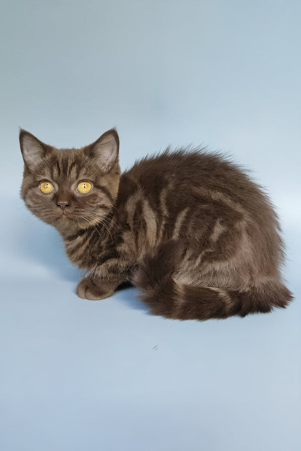 Shoko | British Shorthair Kitten