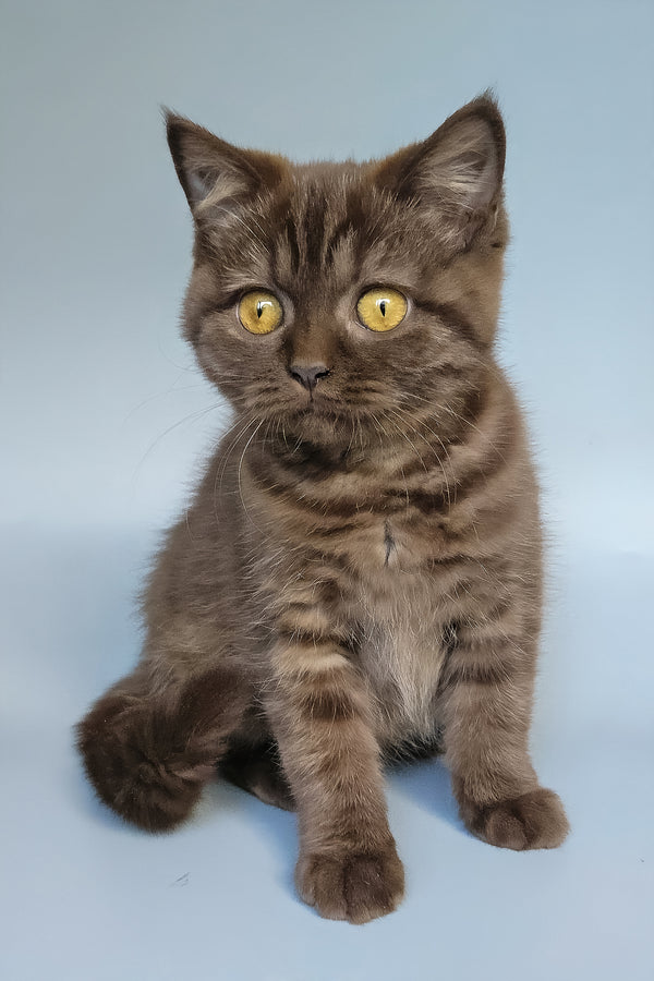 Shoko | British Shorthair Kitten