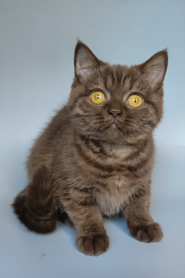 Shoko | British Shorthair Kitten