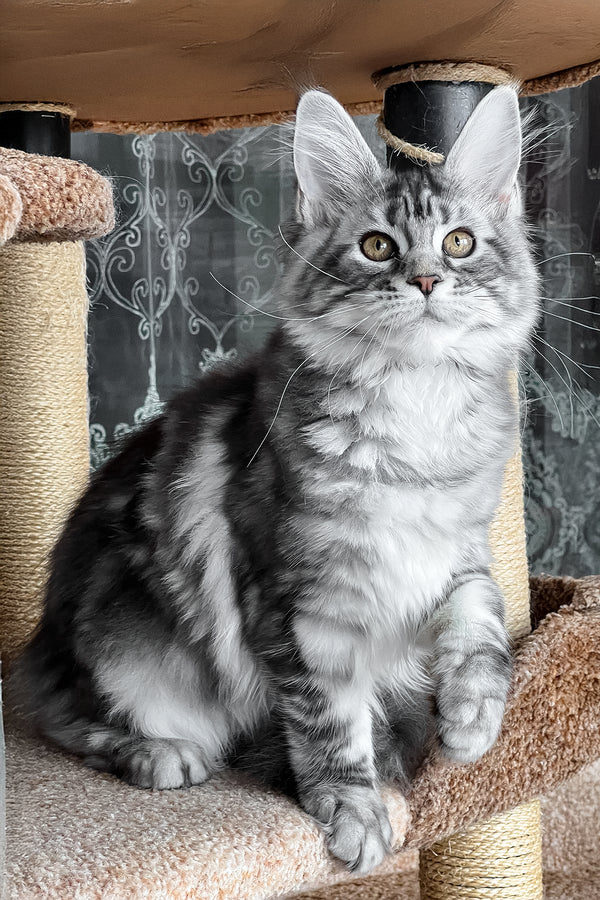 Silena | Maine Coon Kitten