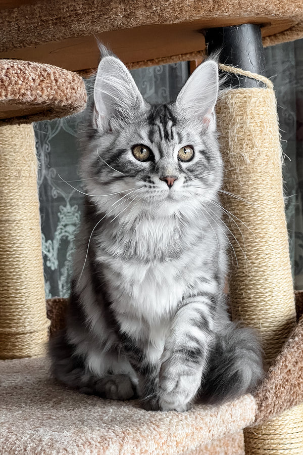 Silena | Maine Coon Kitten
