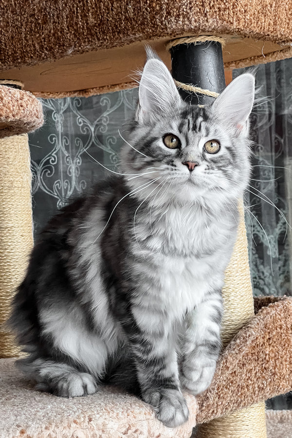 Silena | Maine Coon Kitten