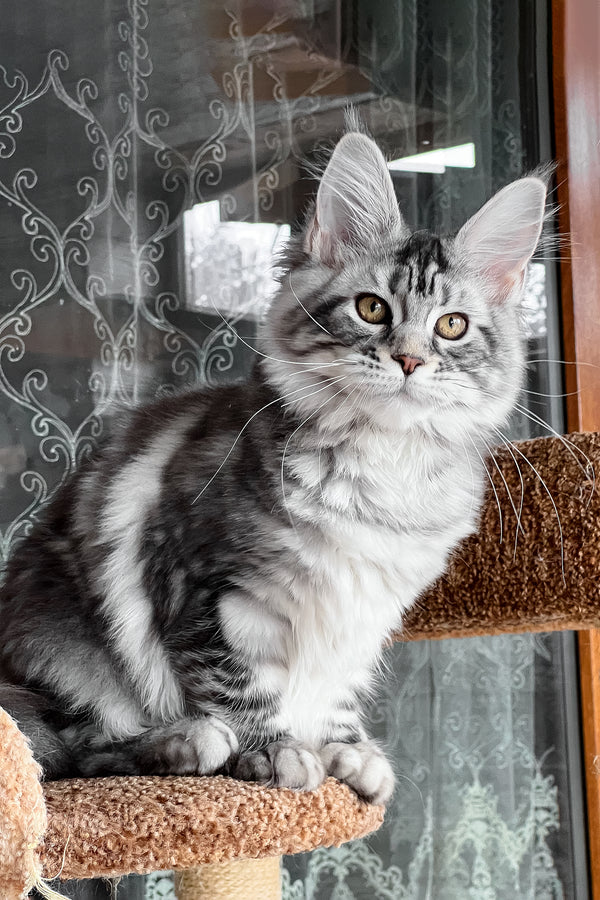 Silena | Maine Coon Kitten