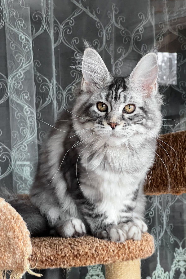 Silena | Maine Coon Kitten