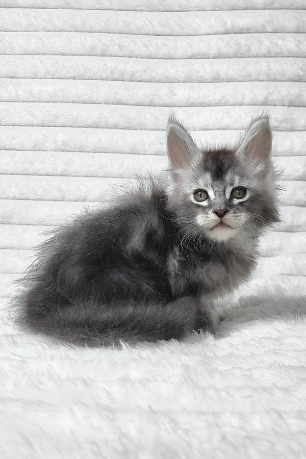 Simba | Maine Coon Kitten