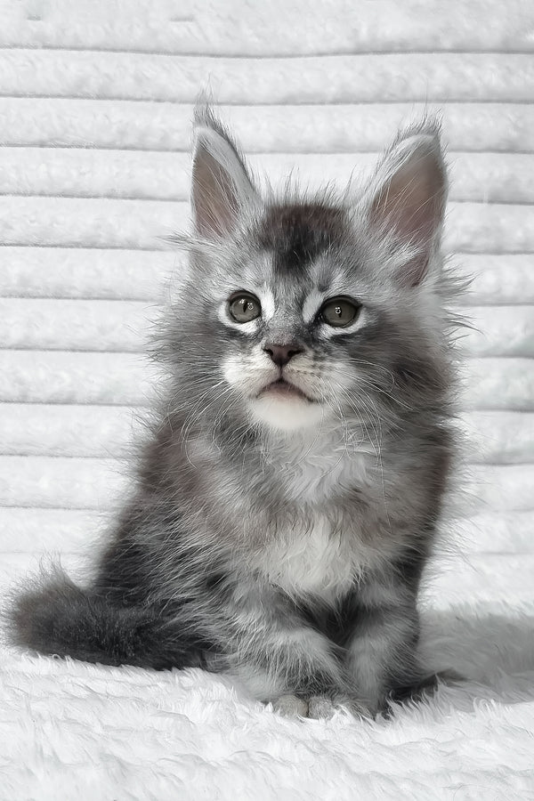 Simba | Maine Coon Kitten