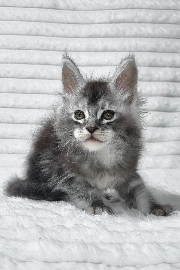 Simba | Maine Coon Kitten