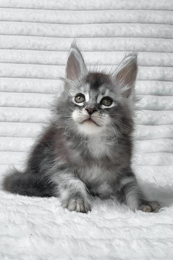 Simba | Maine Coon Kitten