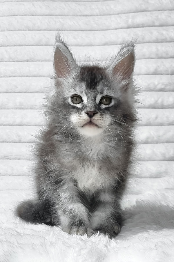 Simba | Maine Coon Kitten