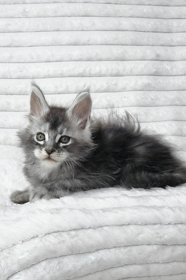 Simba | Maine Coon Kitten