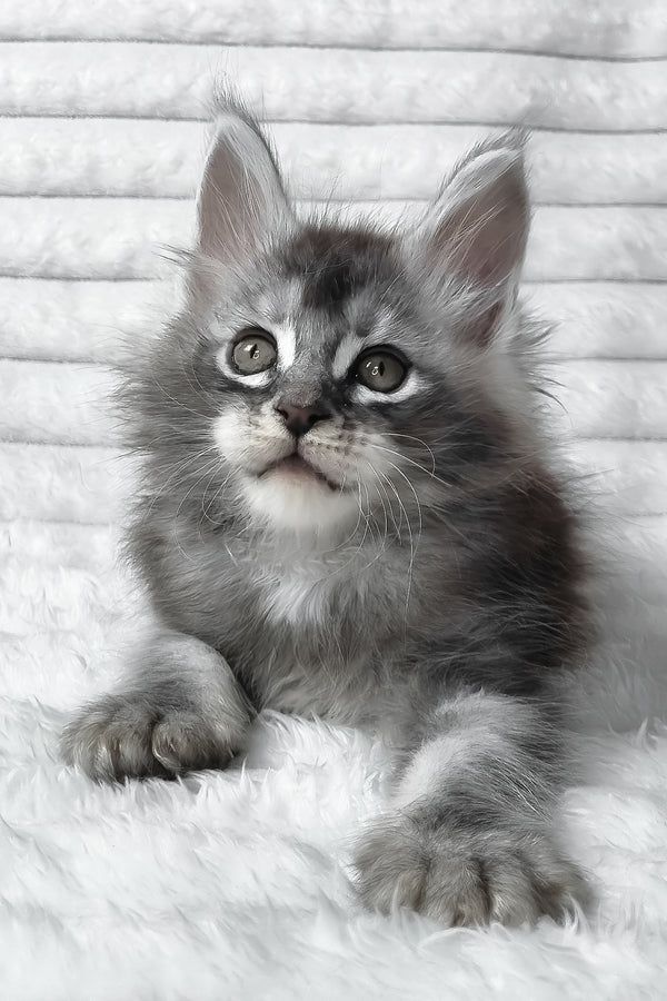 Simba | Maine Coon Kitten