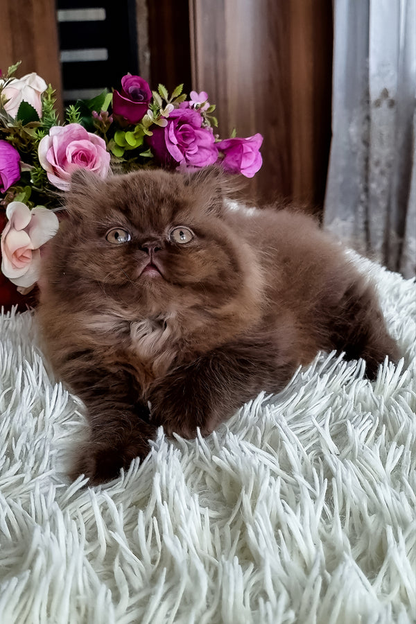 Sirena | British Longhair Kitten