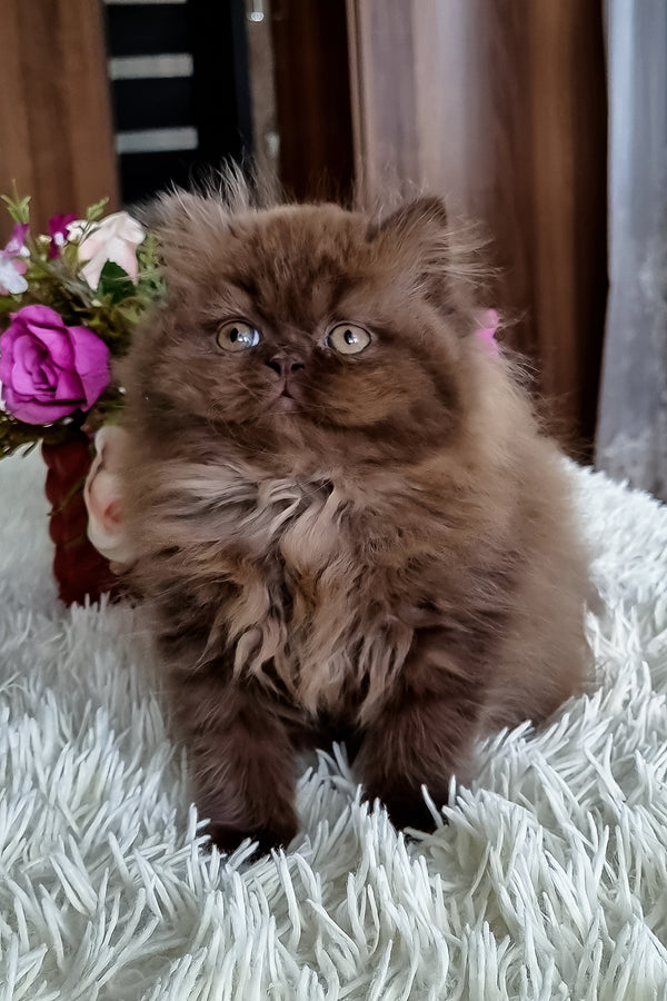Sirena | British Longhair Kitten