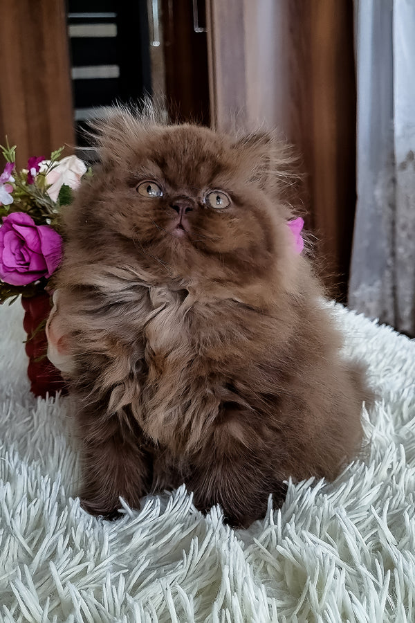Sirena | British Longhair Kitten